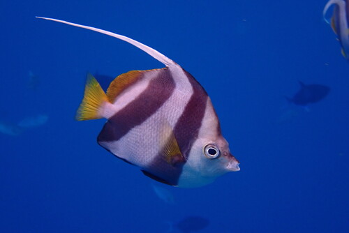 Heniochus diphreutes observed 2026-10-05