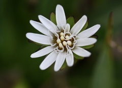 Chaptalia piloselloides