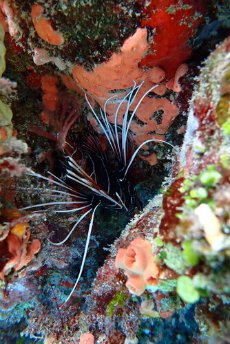 Pterois radiata observed 2026-10-05