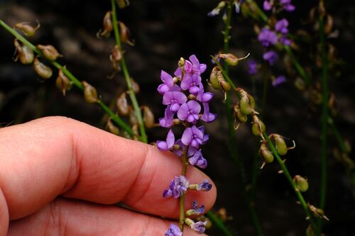Swainsona microphylla, 2026-09-29