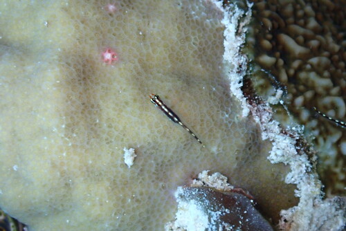 Eviota sebreei observed 2026-10-05