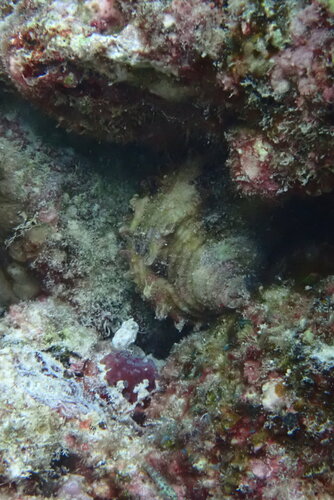 Turbo argyrostomus observed 2026-10-05