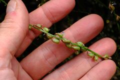 Swainsona microphylla, photograph Peter Crowcroft, CC BY, iNaturalist via GBIF