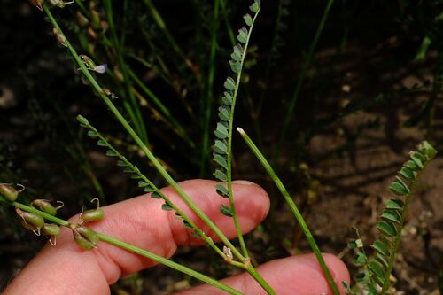 Swainsona microphylla, photograph 2