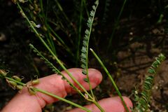 Swainsona microphylla, photograph Peter Crowcroft, CC BY, iNaturalist via GBIF