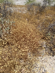 Oncosiphon pilulifer