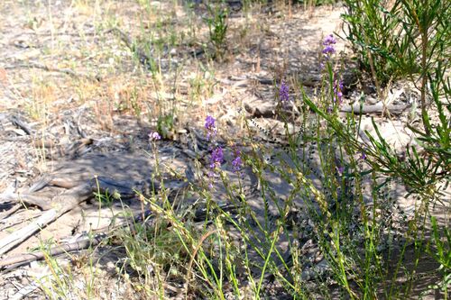Swainsona microphylla, photograph 3