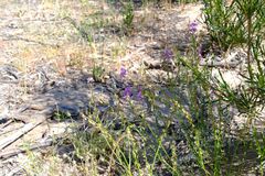Swainsona microphylla, photograph Peter Crowcroft, CC BY, iNaturalist via GBIF