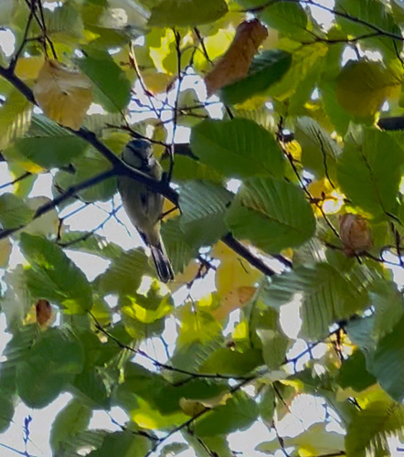 Eurasian Blue Tit