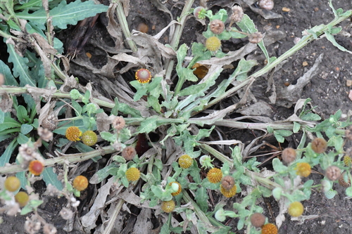 Smallhead Sneezeweed