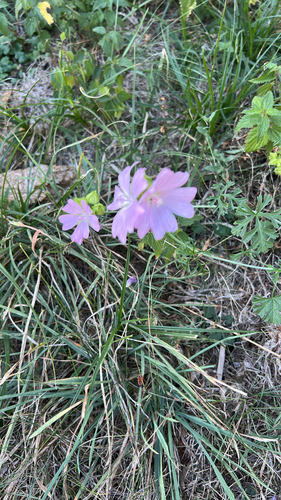 musk mallow