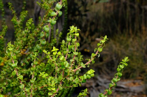 Styphelia cordifolia observed 2026-09-29