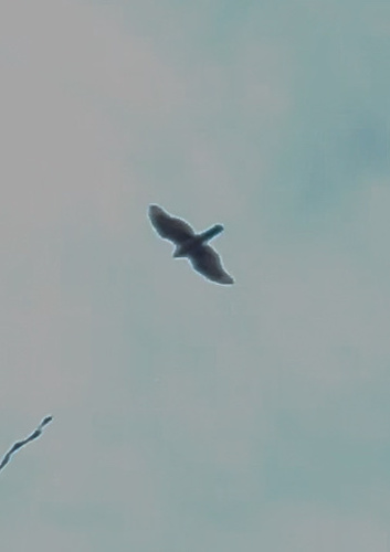 Eurasian Sparrowhawk