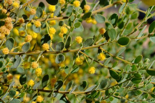 Acacia brachybotrya observed 2026-09-29
