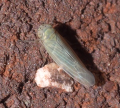 Macrosteles quadrilineatus