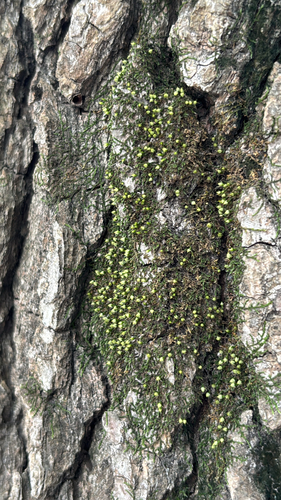 Venturiella sinensis observed 2026-10-04