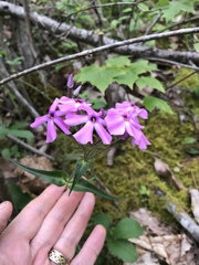 Phlox buckleyi