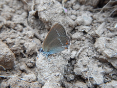 Satyrium acaciae