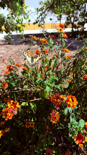 Old World Swallowtail