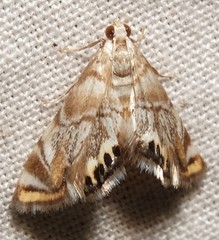 Eoparargyractis irroratalis