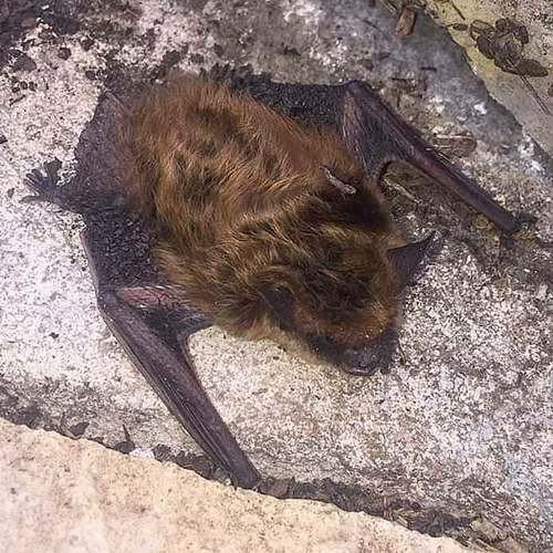 Eastern Small-footed Myotis photographed in Alabama