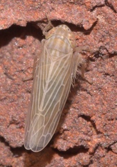 Graminella fitchii