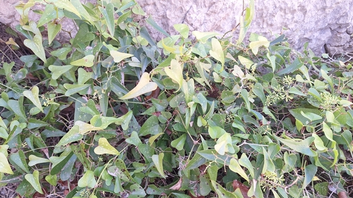 Rough Bindweed