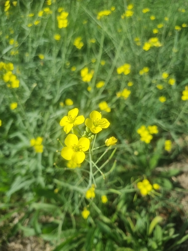 Perennial Wall-rocket