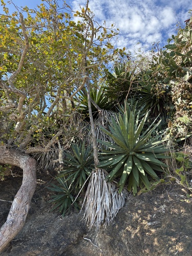 Agave angustifolia observed 2026-10-03