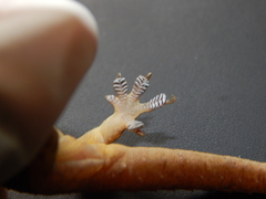 Hemidactylus frenatus