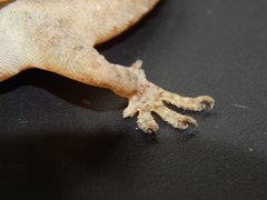 Hemidactylus frenatus