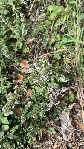 Lesser Calamint
