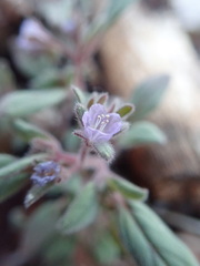 Phacelia austromontana