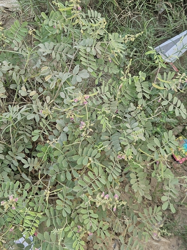 Tephrosia purpurea observed 2026-10-05