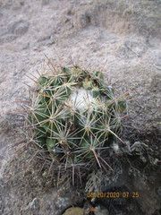 Coryphantha cornifera