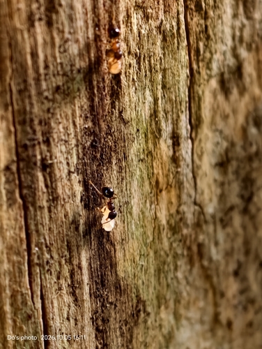 Japanese Queenless Ant