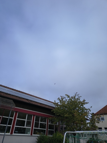 Red Kite