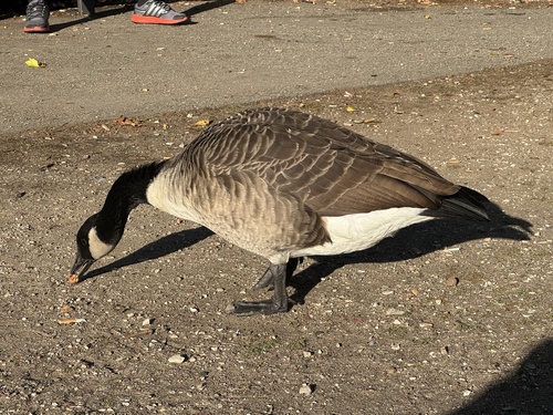 Canada Goose