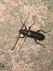 Trichoferus campestris