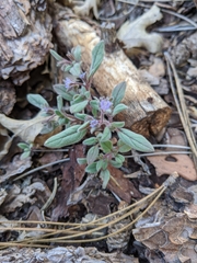 Phacelia austromontana