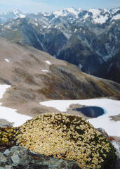 Hectorella caespitosa