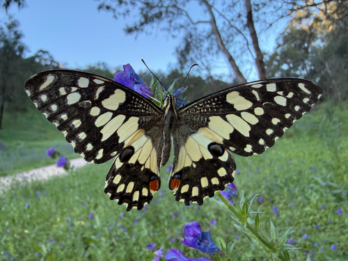 Lime Swallowtail