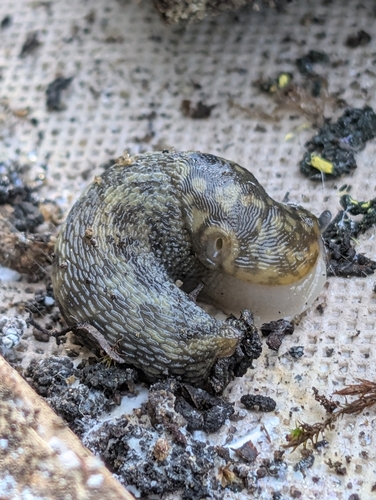 Limacus maculatus, 2026-10-05
