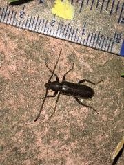 Trichoferus campestris