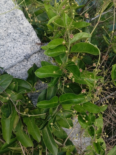 Vincetoxicum indicum, 2026-10-05