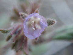 Phacelia austromontana