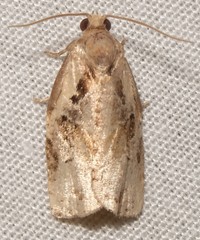 Archips grisea