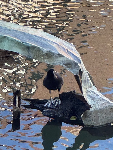 Eurasian Coot