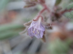 Phacelia austromontana