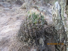 Coryphantha cornifera
